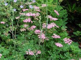 Image result for Pimpinella ledermannii