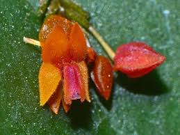 Image result for Leptactina arborescens