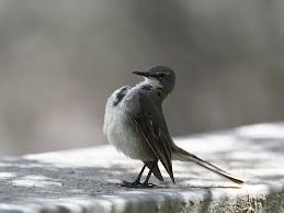 Image result for Vahlia capensis