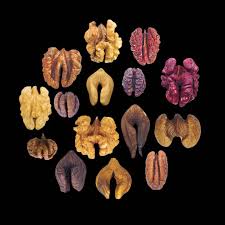 Image result for Juglandaceae