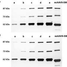 Image result for Silver Grey 1997 AAV