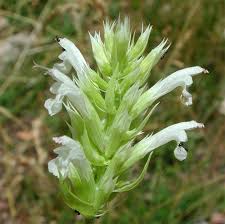 Image result for Acalypha psilostachya