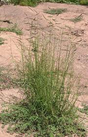 Image result for Grona barbata