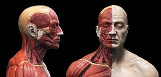 In the arm and shoulder, there are so many important muscles that allow you to move your upper limb. Muscle Anatomy Stock Photos And Images 123rf