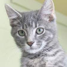 Huge collection, amazing choice, 100+ million high quality, affordable rf and rm images. Pin By Tom Carroll On Cats Grey Tabby Cats Grey Tabby Kittens Tabby Cat