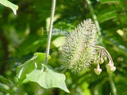 Image result for Pergularia