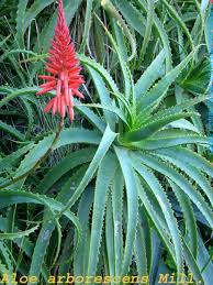 Image result for Aloe arborescens