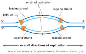 Bioflix Activity Dna Replication Dna Replication Diagram Online Rhs Homework