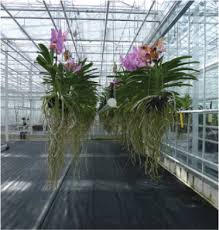 We did not find results for: Annual Report 2019 Of The Community Plant Variety Office Cpvo