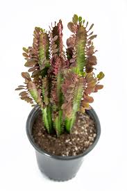Image result for Euphorbia rubriflora