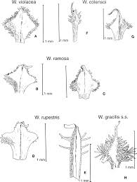 Sprawling bluebell (wahlenbergia gracilis), a widespread indigenous plant that copes well with disturbance and regularly shows up colonising pavements, walls, garden beds and plant pots throughout urban and suburban melbourne. Https Ref Coastalrestorationtrust Org Nz Site Assets Files 6825 Revision Of The Genus Wahlenbergia Campanulaceae In New Zealand Pdf