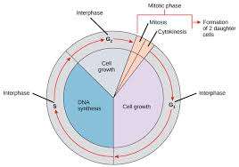 However, during the g 1 stage, the cell is quite active at the biochemical level. 10 2a Interphase Biology Libretexts