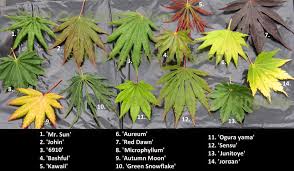 Comparison Of Different Acer Shirisawanum Cultivars