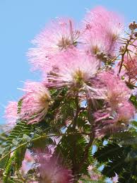 Image result for Albizia