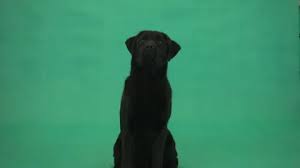Please share it and subscribe! Puppies Green Screen Stock Video Footage Royalty Free Puppies Green Screen Videos Page 2