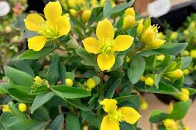 Image result for Hypericum