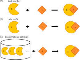 Smaller keys, larger keys, or incorrectly positioned teeth on keys (incorrectly shaped or sized substrate molecules) do not fit into the lock (enzyme). Induced Fit Model An Overview Sciencedirect Topics