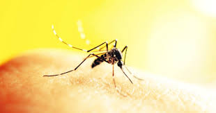 Check spelling or type a new query. How To Keep Mosquitoes Away From Your House Naturally Starts At 60