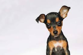 Minyatur Pinscher Kopek Cinsi Ve Ozellikleri Ajanimo