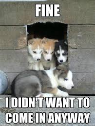 Husky Dog Memes