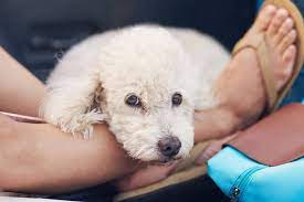 Why Do Dogs Lay On Your Feet Tips To Stop This Behavior
