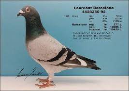 4428350 laureaatbarcelona jpg racing pigeons pigeon animals and pets