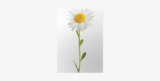 All daisy flower clip art are png format and transparent background. Daisy Flower White Background Free Transparent Png Download Pngkey