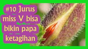 Ramuan agar miss v harum dan keset. 10 Jurus Miss V Rapat Dan Meremas Bikin Papa Ketagihan By Serba Serbi Wanita