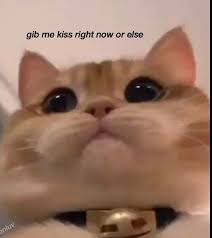 Pin By Arik Arikovich On Funny Cat Funny Animal Pictures Cute Little Animals Cute Animals