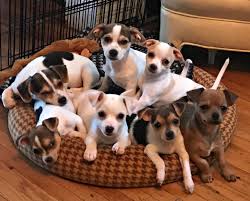 Free puppies and puppies for adoption on here come from world reknown breeders that are looking for homes that would adopt these puppies for free, be sure to scroll through our listings for free puppies. Adopt A Dog Mn Petfinder