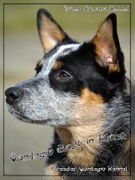 Black Australian Cattle Dog Blue Heeler Australian Cattle Dog Acd Vanilegio Back In Black 6 Mesi Allevamento Australian Blue Heeler Dogs Austrailian Cattle Dog Australian Cattle Dog Blue Heeler