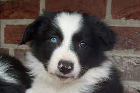 Puppies are loads of fun, but they require a lot of time and. Beautifull Black White Border Collie Puppy With One Blue Eye White Border Collie Collie Puppies Border Collie