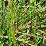 Image result for Cynodon nlemfuensis