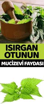 Sac Icin Isirgan Otu Kuru Plants Herbalife