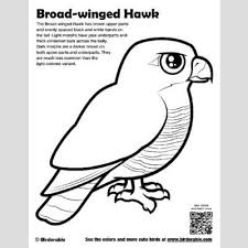 Home » coloring pages » 28 stunning hawk coloring pages. Broad Winged Hawk Coloring Page Fun Free Downloads Activity Pages Birdorable
