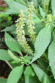 Image result for Basilicum polystachyon