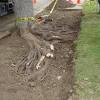 The idea of using this soil is that it will hold on to moisture in this relatively shallow area of the rootball, encouraging stronger root growth. Https Encrypted Tbn0 Gstatic Com Images Q Tbn And9gcqry17fkz8v3vmf2uak3qbdvjaqk2twomfedkn4te9gcsh 58da Usqp Cau