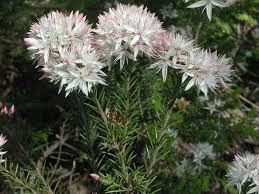 Image result for Tetragonia calycina