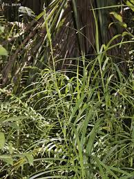 Image result for Scleria racemosa