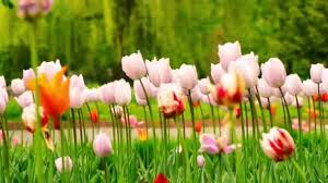 Beutiful Fresh Garden Tulips Windy Spring Park Alley — Stock Video ...