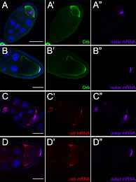 You must guide the orb through the level to the goal. Plos Genetics The Cpeb Translational Regulator Orb Functions Together With Par Proteins To Polarize The Drosophila Oocyte