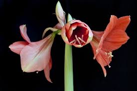 The clivia plant is an easily grown houseplant. How To Grow And Care For A Clivia Plant Gardenerdy