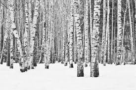 Black And White Birch Tree Wallpaper Birch Tree Wallpaper Repositionable Peel Stick Wall Paper Wall Covering Birch Tree Wallpaper Tree Wallpaper Forest Wall Mural
