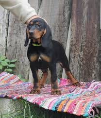 Image result for jurský honič