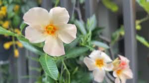 Image result for mandevilla obrázek