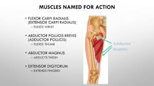 Muscles which move the vertebral column and their action. Muscles Ppt Download