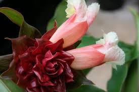 Image result for Costus
