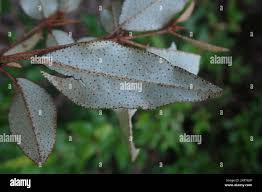 Image result for Croton pseudopulchellus