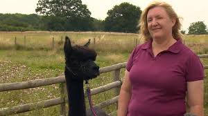Geronimo alpaca, who twice tested positive for bovine tuberculosis, has been killed. Geronimo Minister Urged Not To Allow Healthy Alpaca S Death Bbc News
