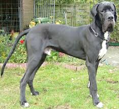 More from this artist similar designs. Great Dane Dog Wiki Fandom
